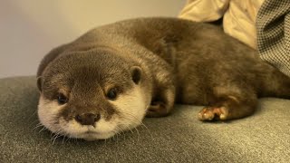 カワウソさくら 市販のぬいぐるみを並べても本物と気づかない！？line up the stuffed animals, you won't notice that they are genuine!