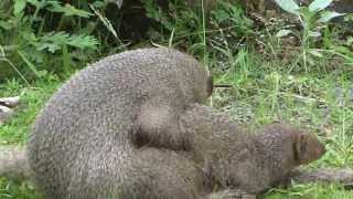 Mongoose Mating HD