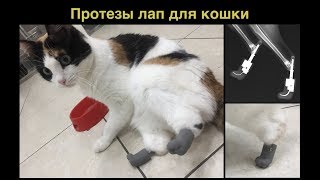 Протезирование двух лап у кошки после ампутации и оценка через 18 месяцев