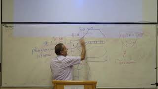 Anatomy - Anatomical structure of swallowing - Prof. Wajih (Female) - Part 2