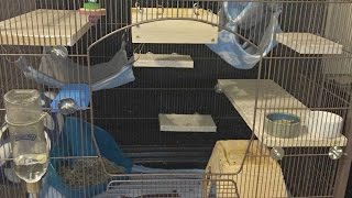 How to make Rat/Chinchilla cage ledges