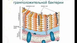Основы микробиологии. Коротко и ясно. 3 курс.