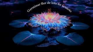 Germinar flor de loto en acuario