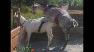 Фартук для козла /Anti mating apron for goats/ Contraceptive for goats)