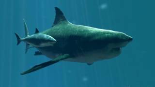 Megalodon captado en video - Top 3