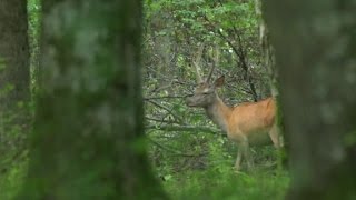 Europe's last primeval forest in danger
