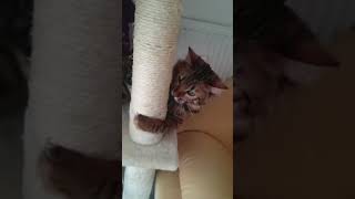 Cat steals sock