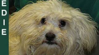 Edie - rescued an hour before euthanasia - Please share her story on Facebook/Twitter/Blog/MySpace.