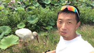 熱血阿傑❤️生態再會金山小白鶴Grus leucogeranus,Siberian White Crane,Snow Crane