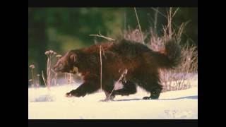 Wolf vs Wolverine / Росомаха дает пи..лей Волку:)