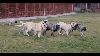 kangal çiftliginden kangal ve anadolu çoban köpekleri yavruları