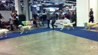Goteborg, MY DOG2, choice Best Bitch, second day, 4.01.2013