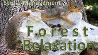 STGEC & CTRC: Forest Relaxation (2016)