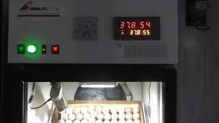 Автоматический инкубатор MULTILIFE на 1000 яиц.
