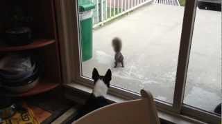 Dog vs Squirrel