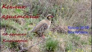 Кеклик азиатский Alectoris chukar рядом с Коктебелем 11 апреля 2019. Крым, Тихая Бухта