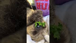 Sloth Falls Asleep While Eating - Cincinnati Zoo #shorts