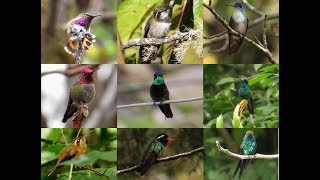 Los Colibríes