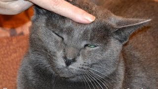Самые ласковые кошки? Мой ласковый и нежный кот! | affectionate cat