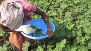 Okra Farming / cultivation (Lady's finger growing)
