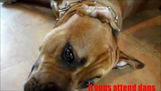 dogue de majorque 17 mois