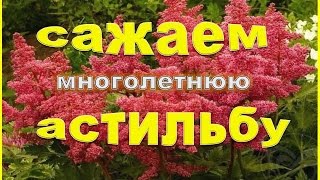 Сажаем многолентнюю астильбу. Астильба из интернет магазина
