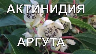 Как отличить актинидию женскую от мужской