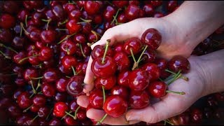 Черешня. Переработка фруктового сырья ч.3