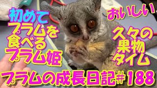 Bushbaby Plum's Growth Diary ショウガラゴ プラムの成長日記#188