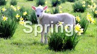 Speak English, Learn English, - Learn English -the Seasons : Spring Summer Autumn Winter