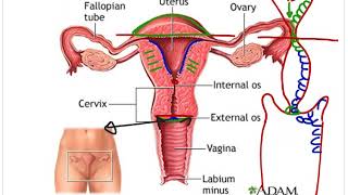 anatomy 2 uterus , pelvis