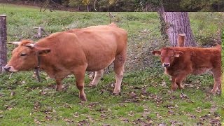 types of cows  & List of cattle breeds