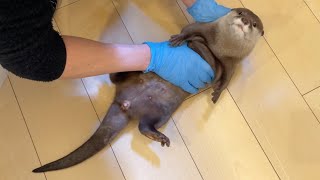 閲覧注意！！カワウソの「肛門絞り」について Warning!!! Otter "Odor Gland Squeezing"