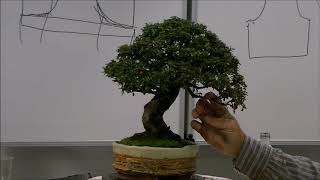 Cotoneaster microphylius