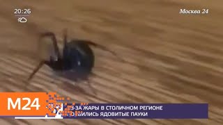 Из-за жары в столичном регионе появились ядовитые пауки - Москва 24