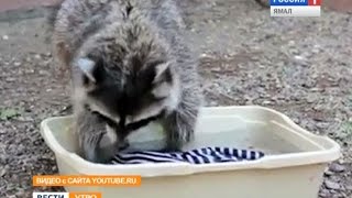 Енот Маша из Красноярска стирает тельняшку