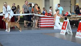 CACIB FCI "Sozvezdie Bol'shogo Psa"  ("Greater Dog")  Kharkov, Ukraine Judge Viktor Shiyan