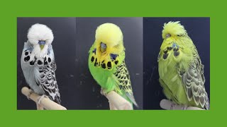 Meeting with Ralph Jenne - Exhibition Budgerigar Champion Breeder 2016