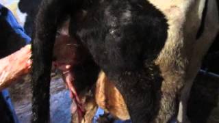+18. The separation of the placenta. Отделение последа у коровы.