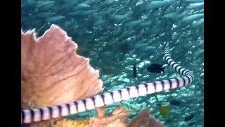 Watch-out  Deadly Sea Snake in Moalboal