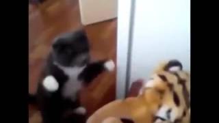 Lustige Katze schlägt Kuscheltier Löwe [Lustig]