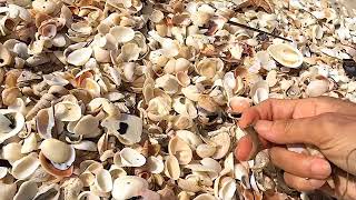 Beach combing for Seashells in Naples Florida Beach.