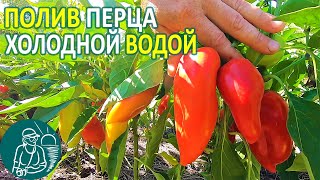 Полив перца в жару холодной водой Опыты Гордеевых