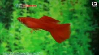 Guppy Full red, High Dorsal Albinos.
