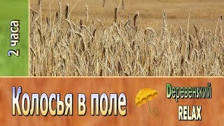 КОЛОСЬЯ в поле ✿ 2 часа ✿ Dеревенsкий RELAX