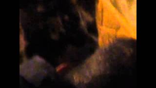 Pussy Licking Head