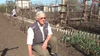 Первые зелёные операции с кустами винограда. 1-я часть.