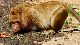 Hot Hot !! super hot make Sweet Pea very very thirsty / Monkey Post