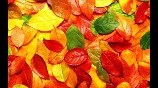 Выделение у растений и животных
