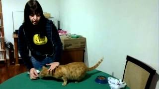 Adestramento de gatos